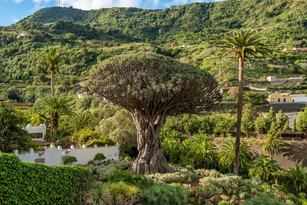 Découvrez le Drago Milenario et le jardin botanique qui l'entoure ©Shutterstock