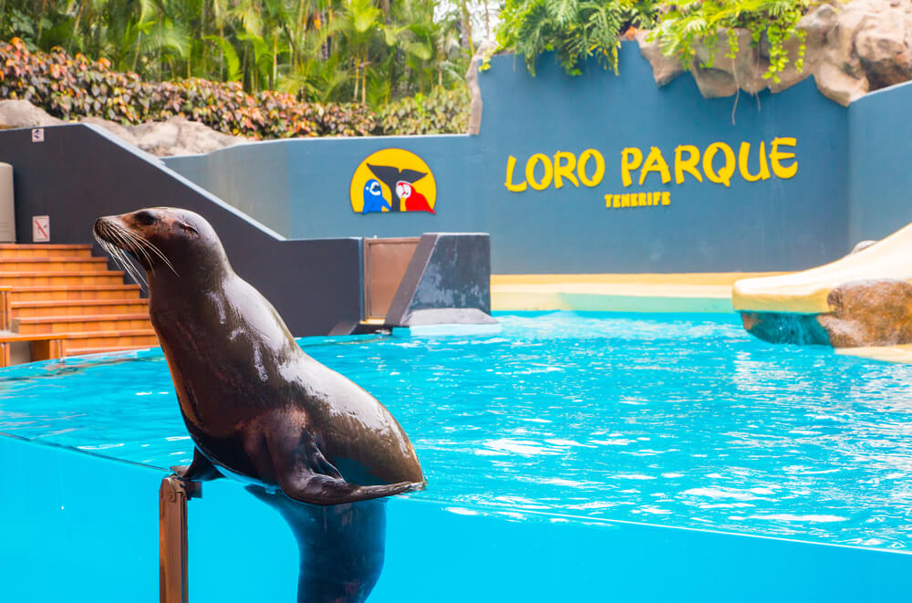 Venez rendre visite aux animaux présent dans le Loro Parque, un parc en faveur de la conservation animale ©Shutterstock