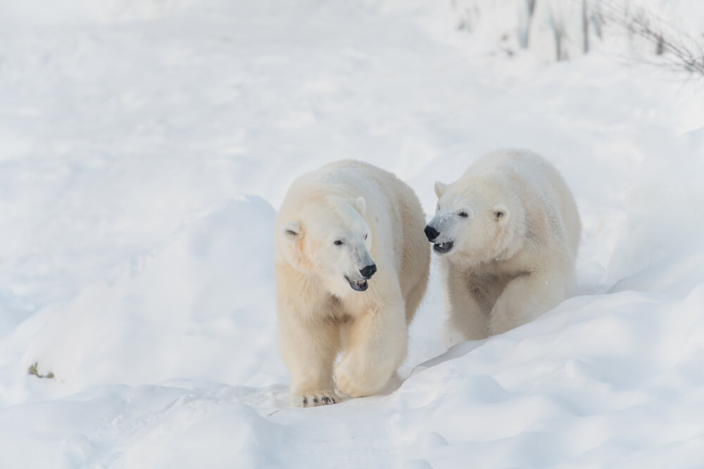 Venez voir les ours polaire du Ranua Wildlife Park ©Shutterstock