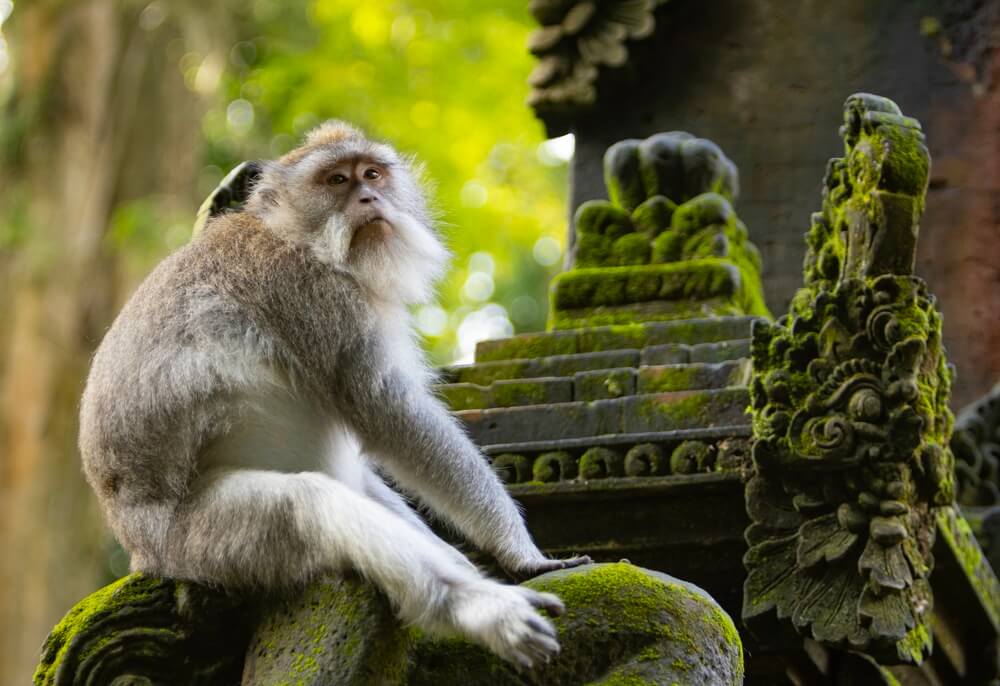 Venez à la rencontre des macaques en liberté sur Monkey Forest ©Shutterstock