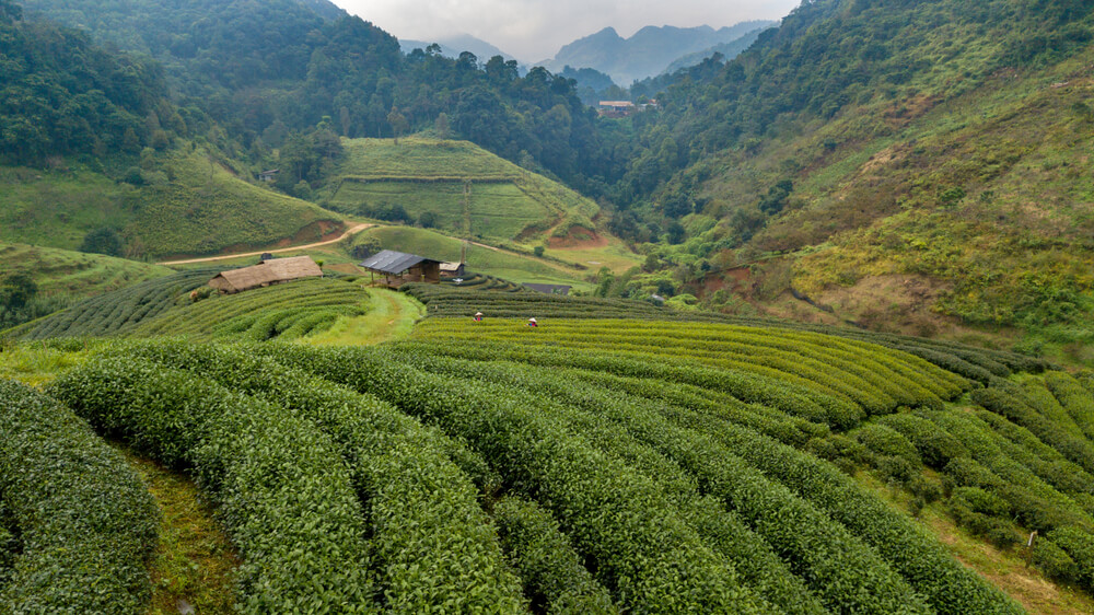 Les plantations de thé de Boseong offrent un paysage magnifique en Corée-du-Sud ©Shutterstock