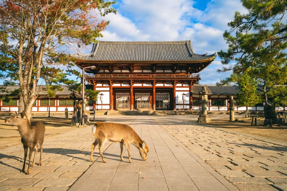 Découvrez les temples et les daims de la ville de Nara ©Shutterstock