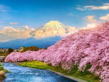 Le mont Fuji qui domine le Japon, accompagné de cerisiers en fleur ©Shutterstock