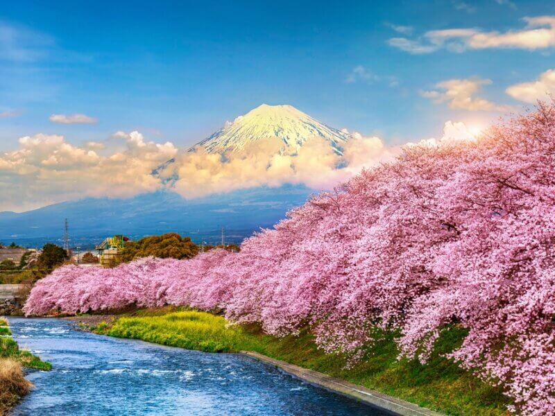 Le mont Fuji qui domine le Japon, accompagné de cerisiers en fleur ©Shutterstock