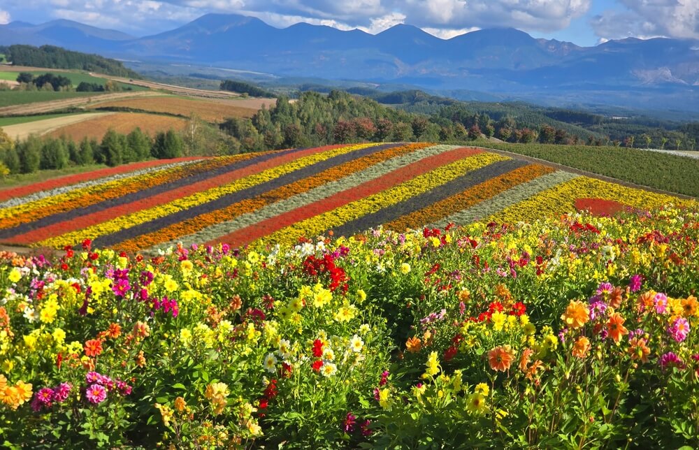 Arpentez les champs de fleurs colorées à Hokkaidō, île japonaise ©Shutterstock