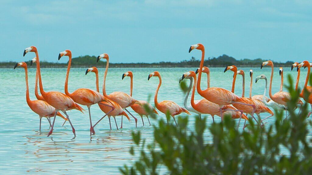 Découvrez les flamants rose de l'île d'Inagua ©FreeportFriends
