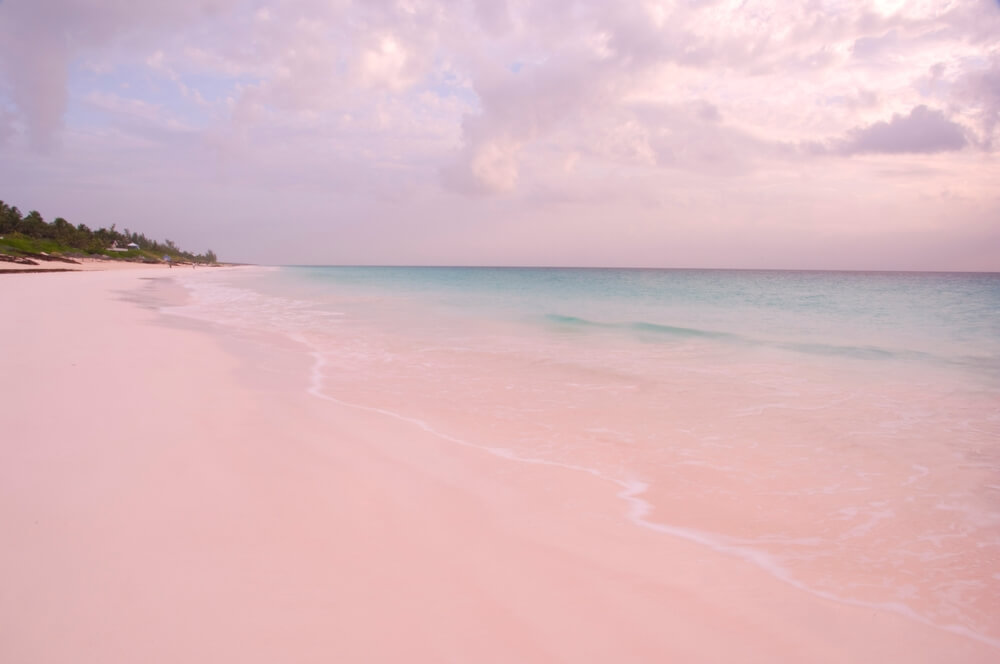 La plage rose d'Harbour Island ©Shutterstock