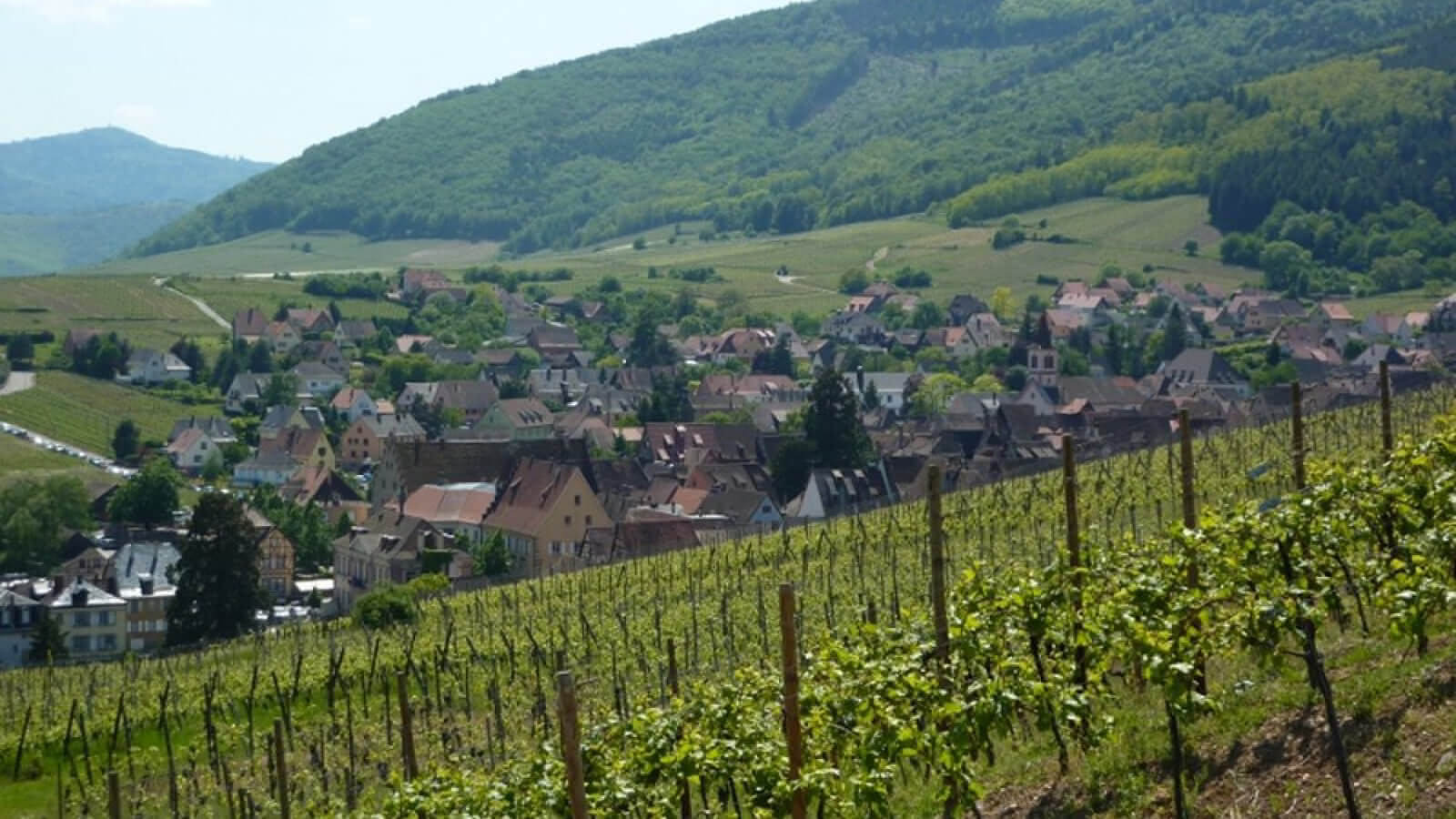 Visitez Riquewihr et arpenter le sentier viticole des Grands Crus ©visit.alsace