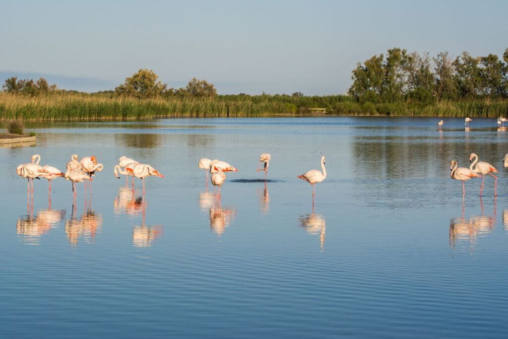 Découvrez le parc naturel régional de Camargue ©linternaute.com