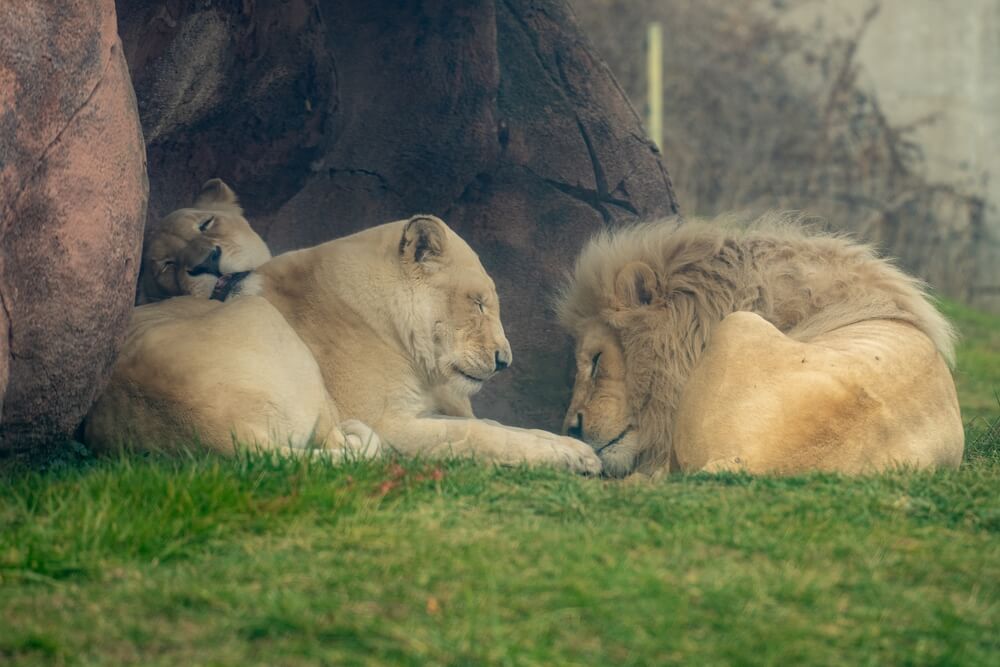 Découvrez les lions et les lionnes du Zoo de Toronto ©Shutterstock
