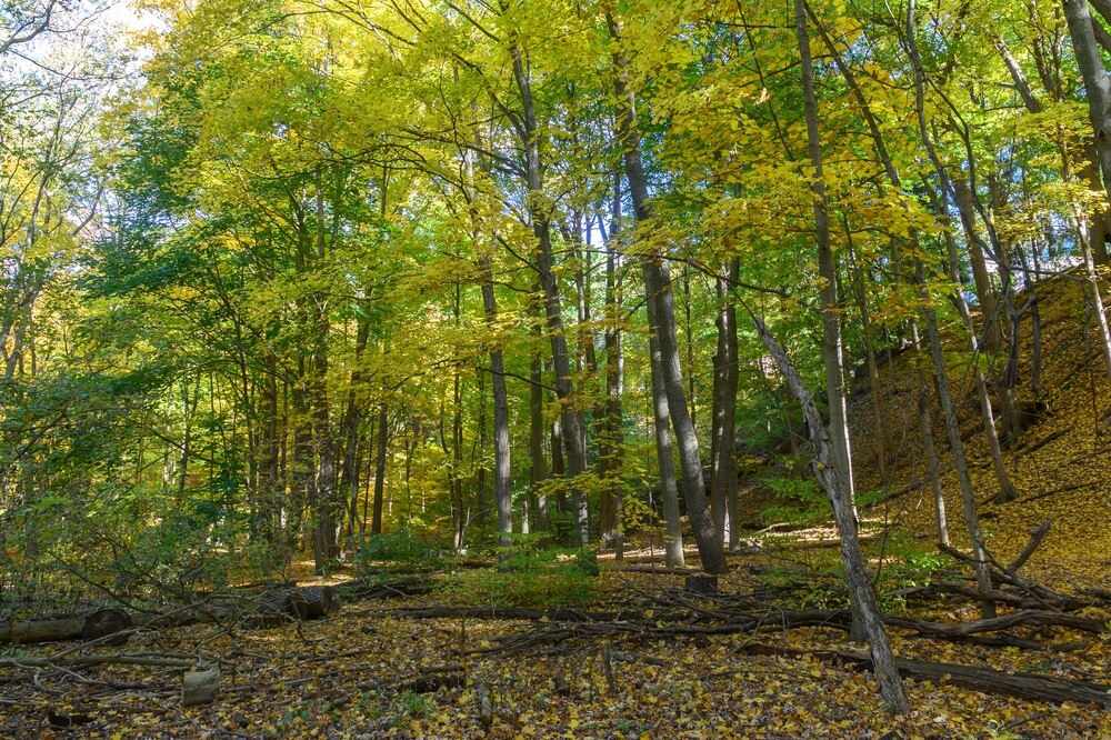 Parc Etienne Brûlé à Toronto vers le lac Ontario ©Shutterstock