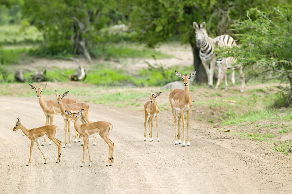 Des zèbres et des antilopes, sur une route de la Réserve de Hluhluwe-Umfolozi ©Shutterstock