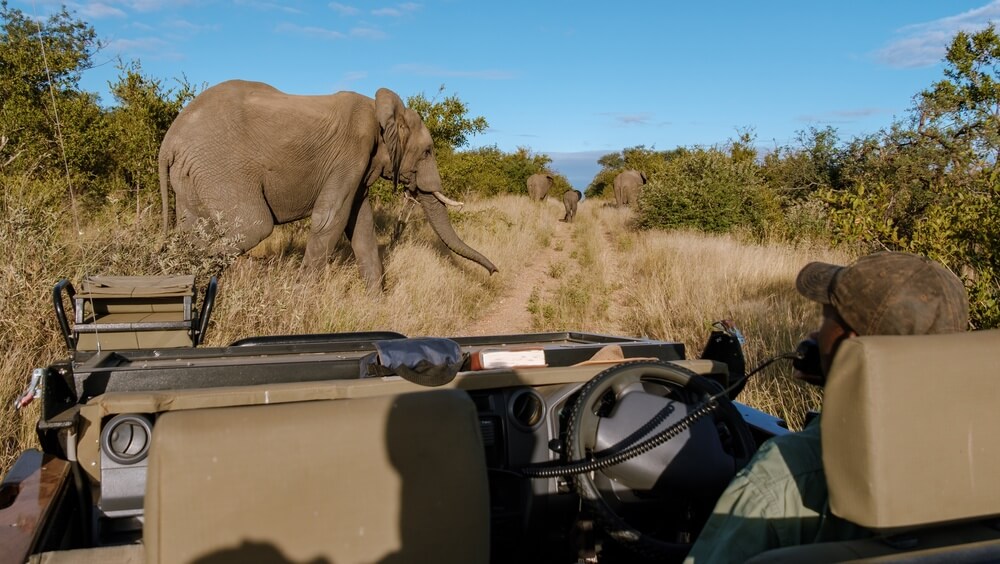 Prenez part à un safari pour voir les animaux sauvages du Parc Kruger ©Shutterstock