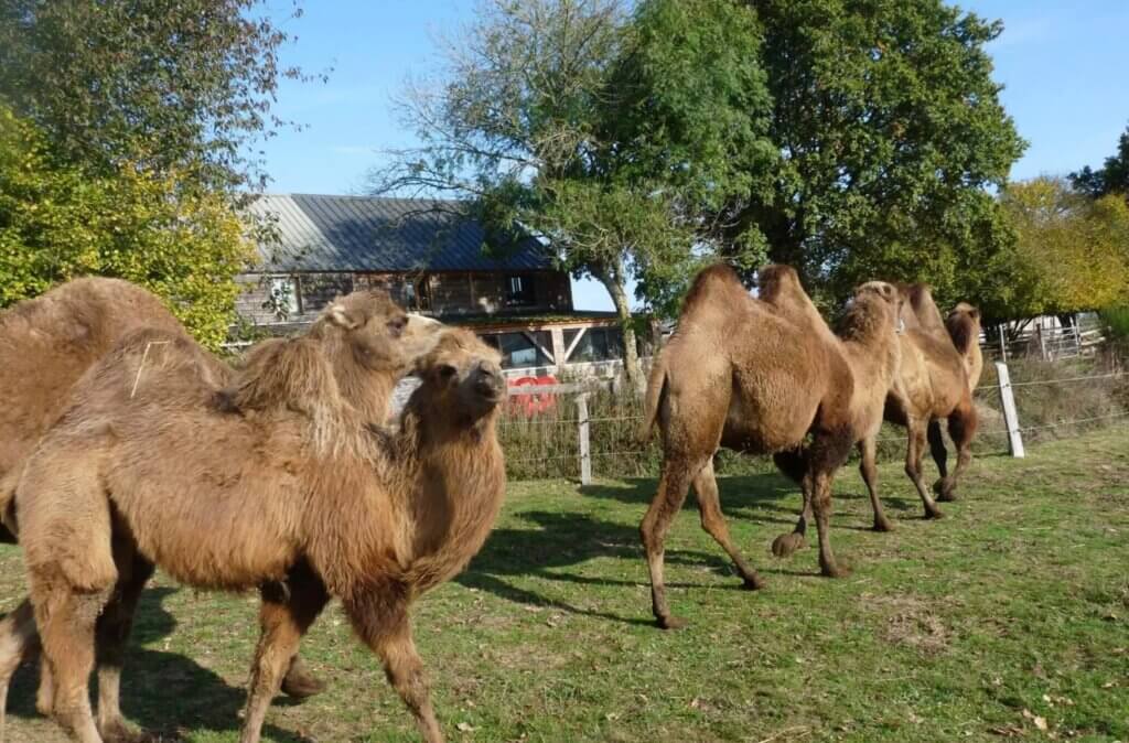 Venez découvrir les animaux du Parc Animalier des Ecouves ©parc-animalier-des-ecouves.com