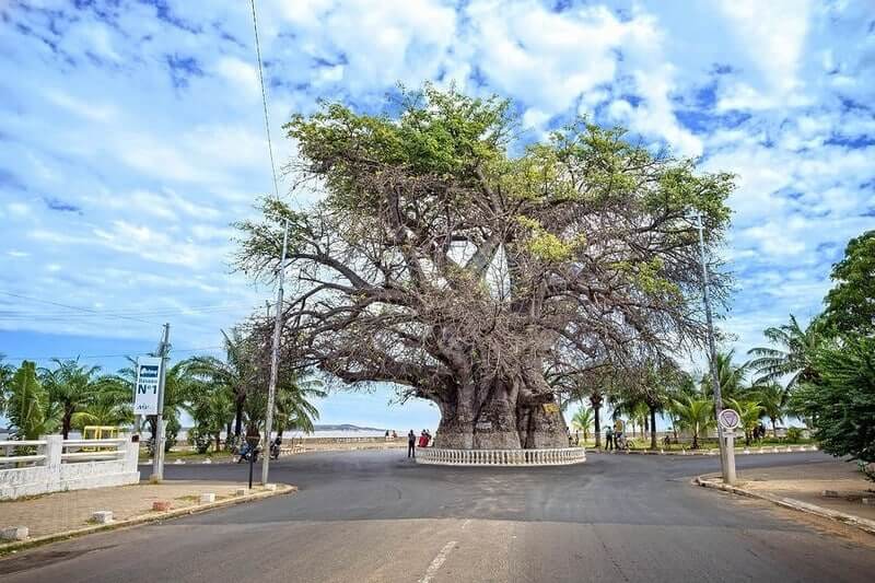 Le très célèbre Baobab de Majunga pour visiter Madagascar ©Madagascar 2026