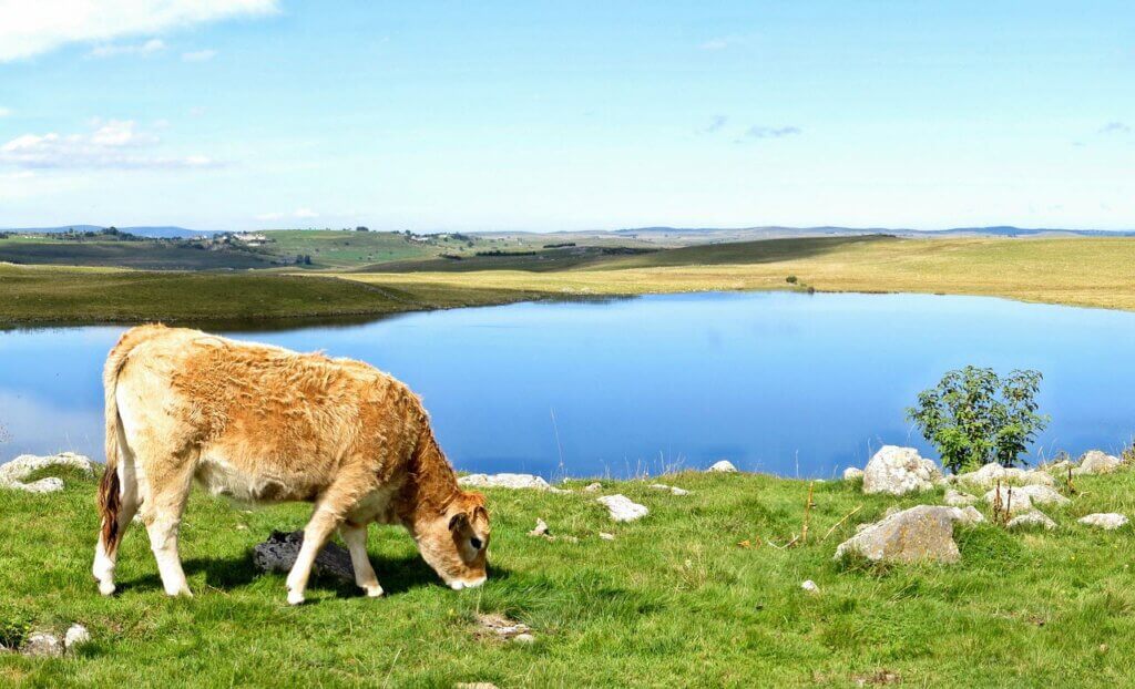 Les vaches de l'Aubrac sur le Plateau de l'Aubrac ©Le Progrès
