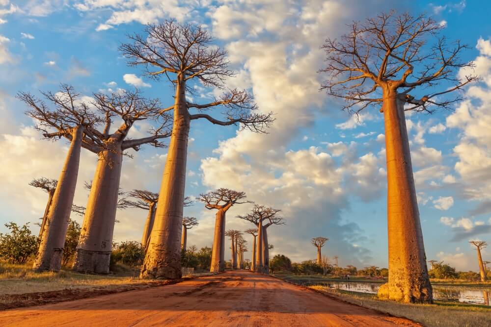 L'Allée des Baobabs vous permet d'observer ces arbres impressionnants ©Shutterstock