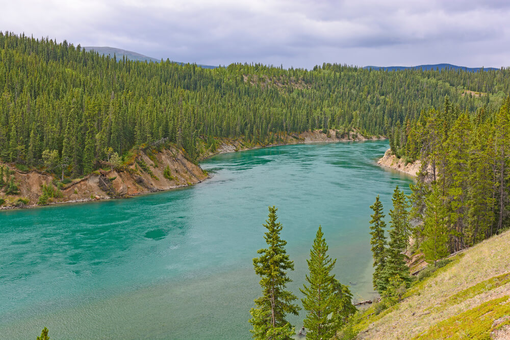 Suivez le fleuve du Yukon, à travers la nature verdoyante qui l'entoure ©Shutterstock