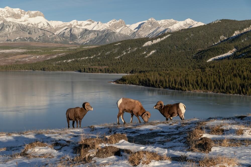 Rendez visite aux Mouflons canadiens, dans le parc national Jasper, au sein des Rocheuses ©Shutterstock