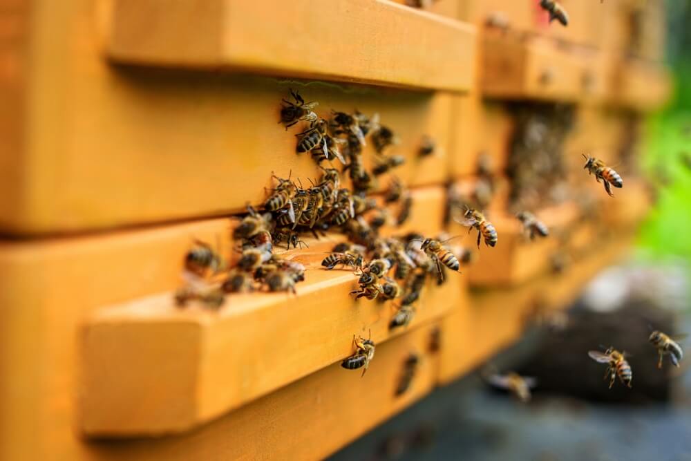 Découvrez le métier d'apiculteur et l'importance des abeilles pour la biodiversité ©Shutterstock