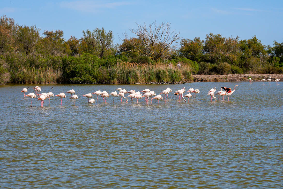 La réserve naturelle de la Camargue à découvrir en famille ©Carnets Voyages