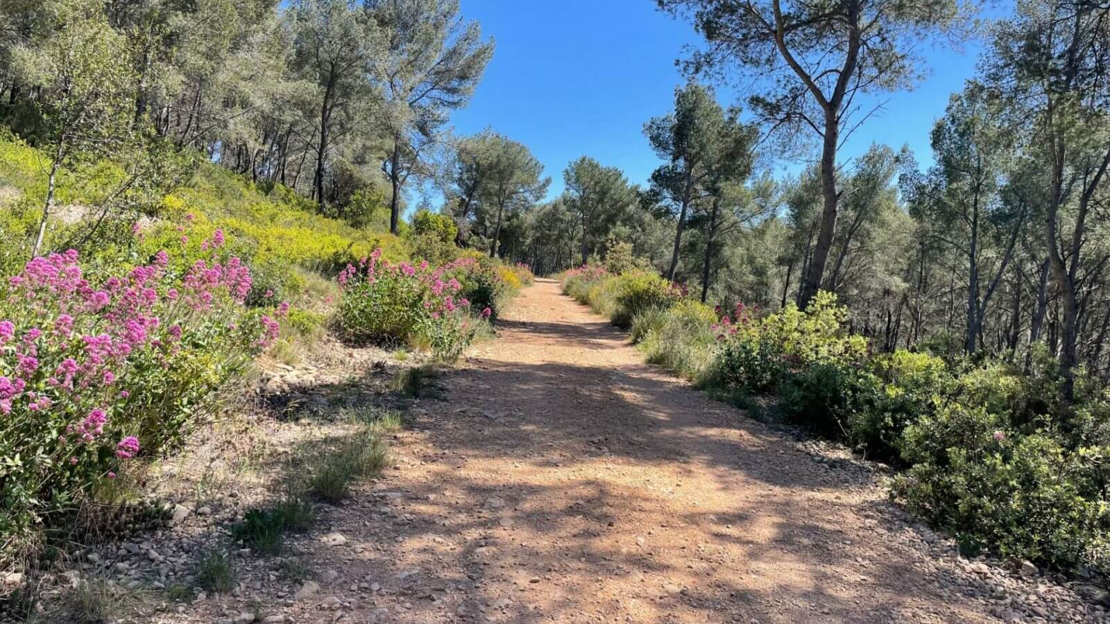 Partez en randonnée dans la Forêt de Roustagnon ©Bandol Tourisme