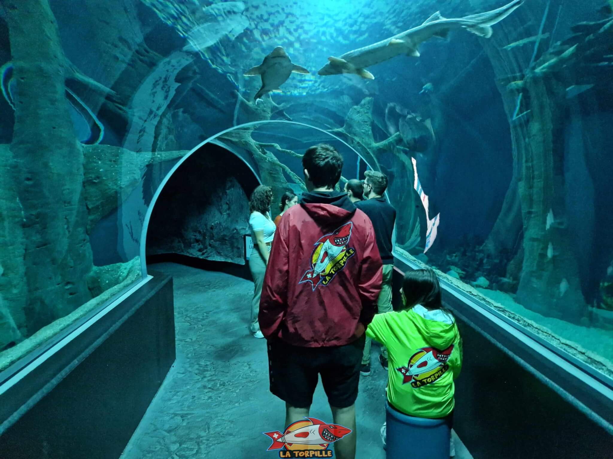 Visitez le grand aquarium Aquatis ©La Torpille