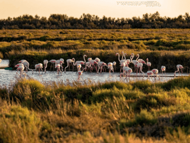 Parc Ornithologique du Pont de Gau © Pixabay