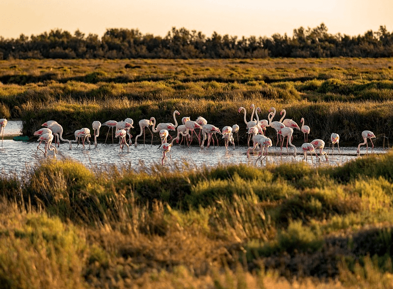 Parc Ornithologique du Pont de Gau © Pixabay
