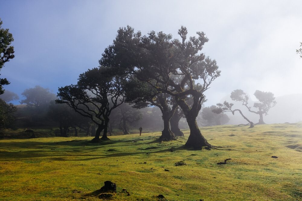 Plongez dans la forêt de Fanal et son brouillard enchantée ©Shutterstock