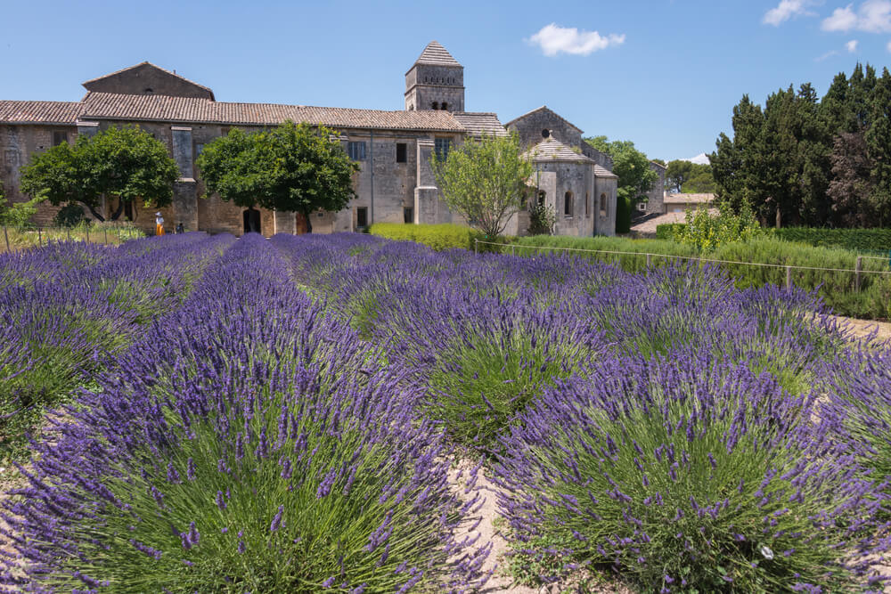 Profitez des champs de Lavande de Saint-Rémy-de-Provence ©Shutterstock