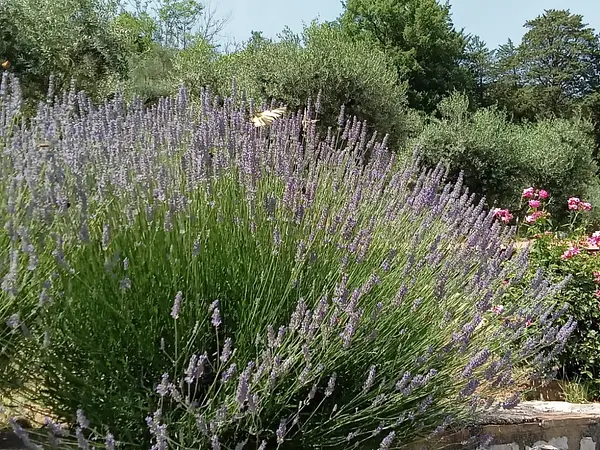 Location Vacances - Chambre d'hôtes - Corciano - 7 personnes - Photo 5